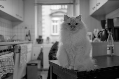 Portrait of cat on table in kitchen at home