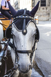 Horse cart on street in city