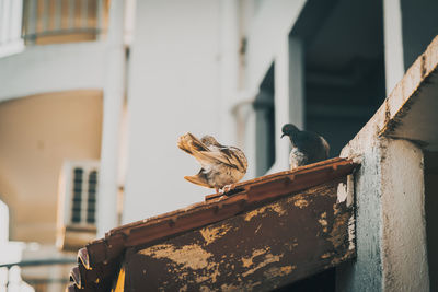 Low angle view of bird perching on wall