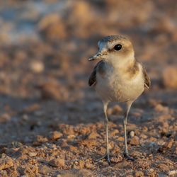 Close-up of seagull perching on land