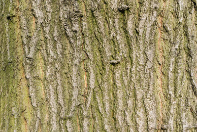 Full frame shot of tree trunk