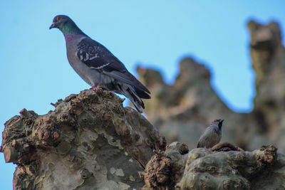 Low angle view of seagulls perching on rock