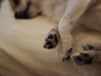 Cropped image of dog paw