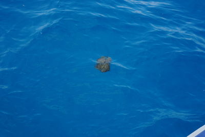 High angle view of turtle swimming in sea