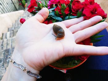 Close-up of hand holding flowering plant