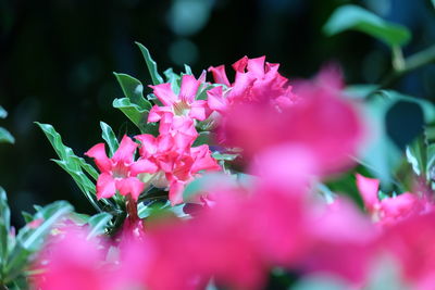 Close-up of pink flowering plant