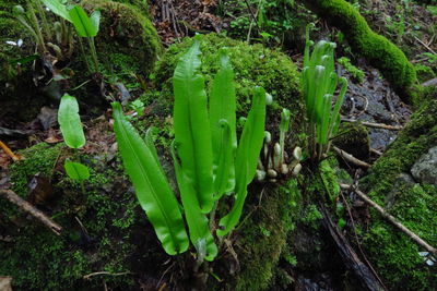 High angle view of plants growing on field