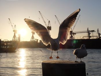 Bird flying over calm sea