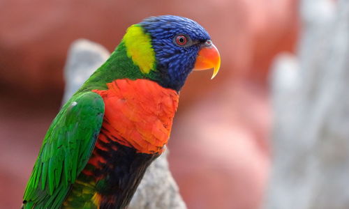 Close-up of parrot perching on a hand