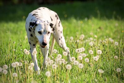 View of a dog on field