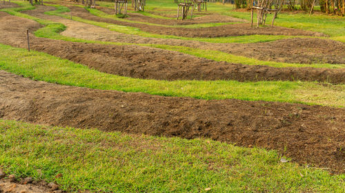Preparing soil for planting flowering plant, made the brow and green strip pattern of soil and grass