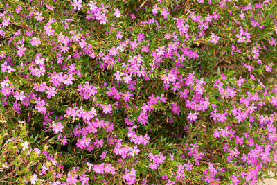 High angle view of pink flowering plants