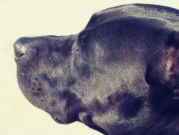 Close-up of dog