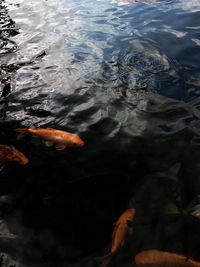 High angle view of fish swimming in lake