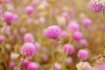 Close-up of pink flowering plants on field