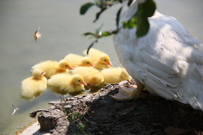 Ducks in a lake