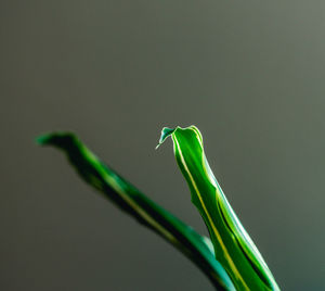 Close-up of leaf against green background
