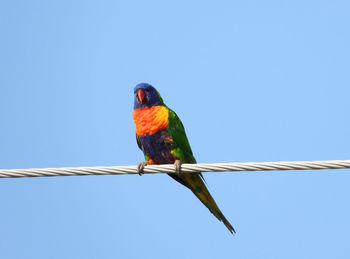 Low angle view of parrot perching on cable against clear blue sky