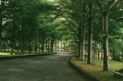 Footpath amidst trees in forest