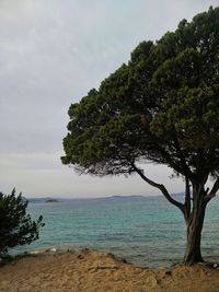 Tree by sea against sky