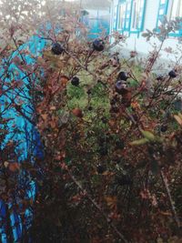 Low angle view of flowering plants in forest