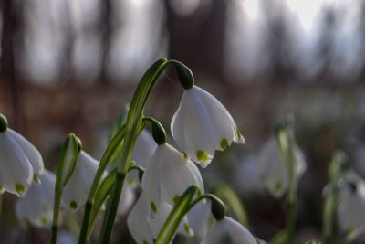 Close-up of white flowering plant