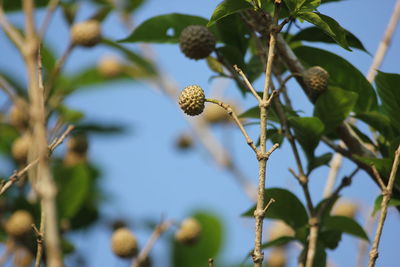 Low angle view of berries on tree