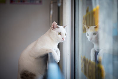 Cat looking through window