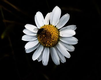 Close-up of white daisy against black background