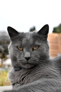 Close-up portrait of a cat