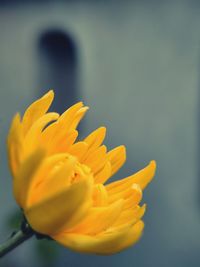 Close-up of yellow flowering plant 