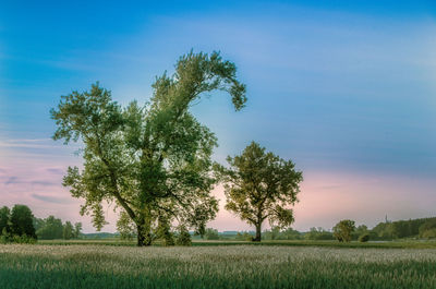 Trees on field against blue sky