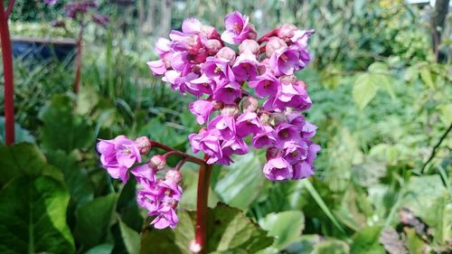 Close-up of pink flowers