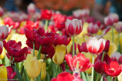 Close-up of tulips blooming outdoors