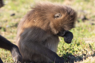 Close-up of black eating food