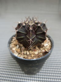 Close-up of succulent plant on table