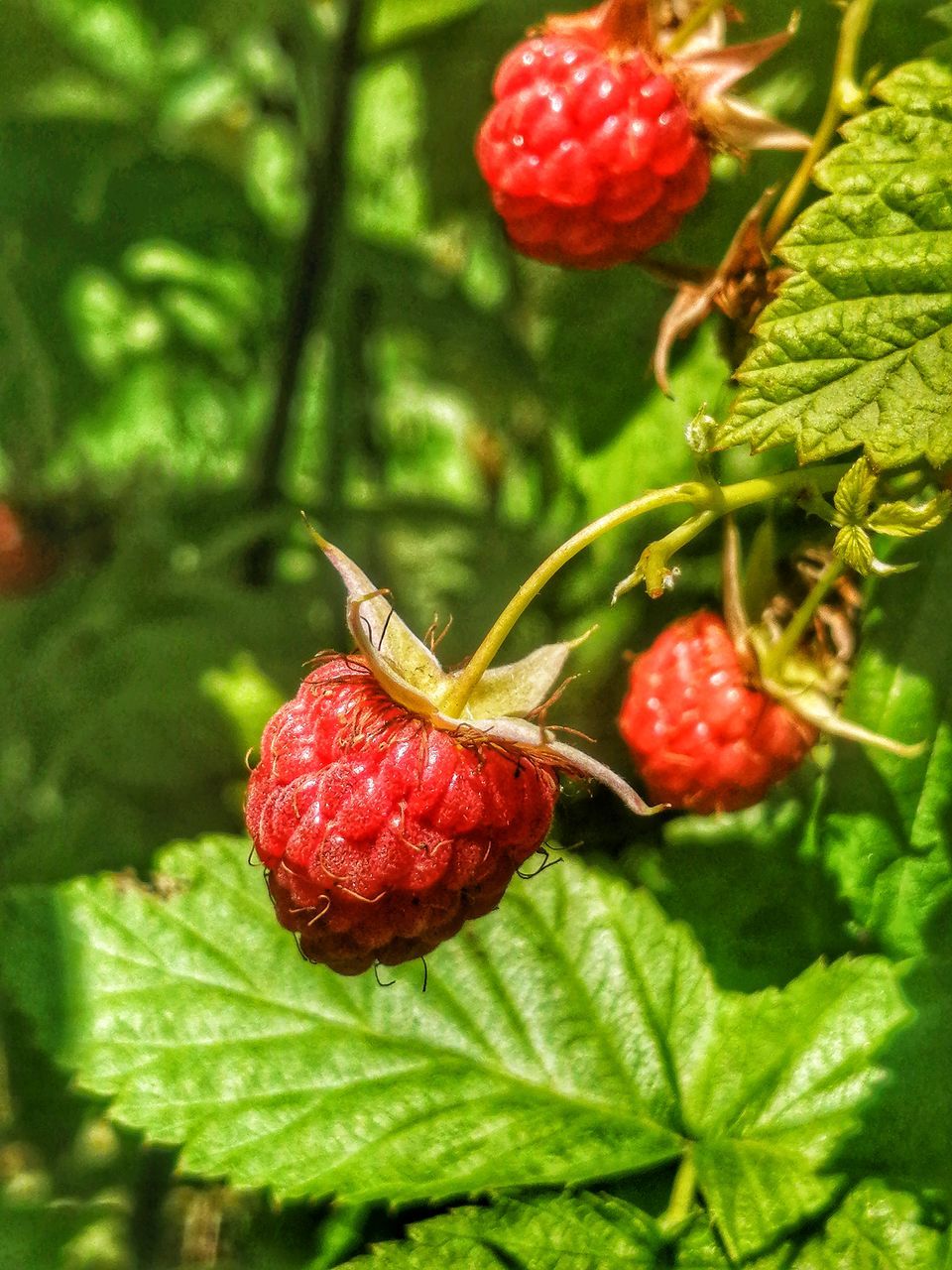 CLOSE-UP OF STRAWBERRIES