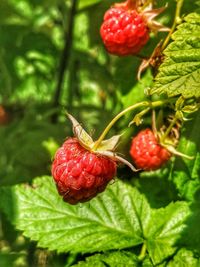 Close-up of strawberries on plant