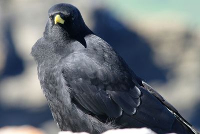 Close-up of bird perching on branch