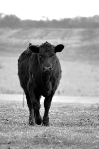 Full length of bull walking on field