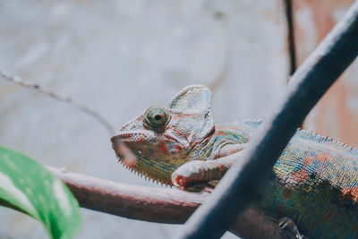 Close-up of a lizard on leaf