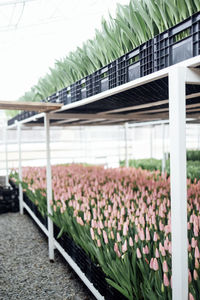 High angle view of plants growing in greenhouse