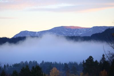 Panoramic view of forest against sky during sunset