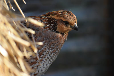 Close-up of a bird