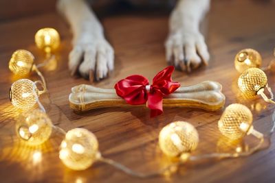 Close-up of dog paws by illuminated lights