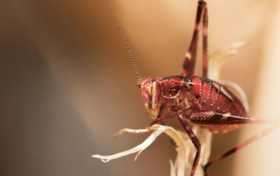 Close-up of insect