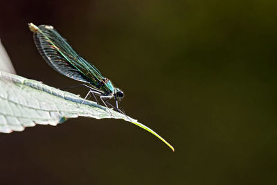 Close-up of grasshopper