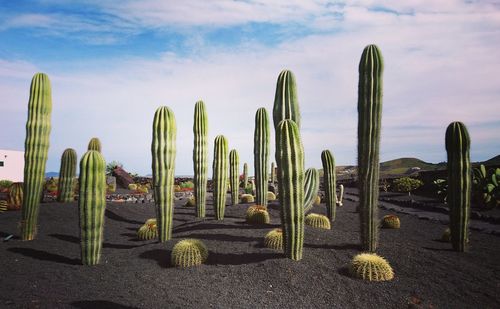 Cactus growing on field against sky during sunset