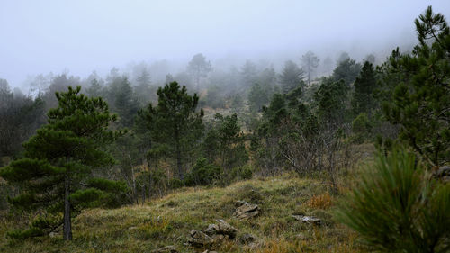 Trees in forest against sky during foggy weather