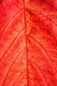 Full frame shot of red autumn leaf